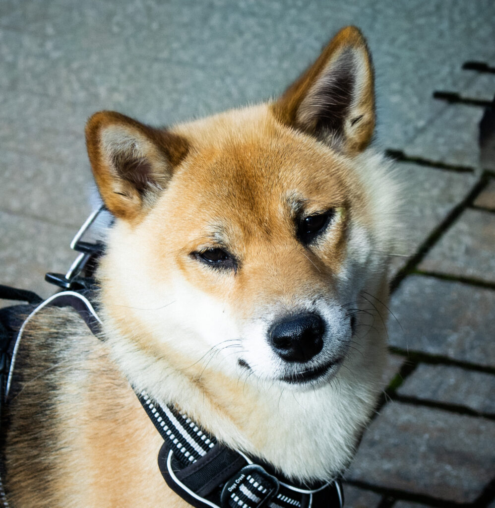 Yuki